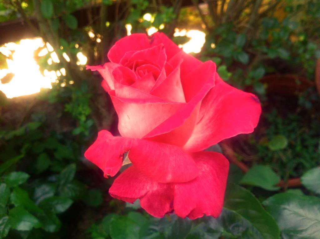 La Corte Delle Rose B&B Прая-а-Маре Екстер'єр фото